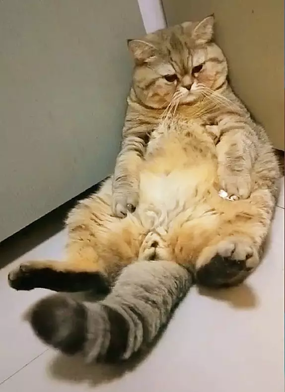 猫咪天天坐着思考喵生,看着自己的肚子暗自发愁:要不要减肥