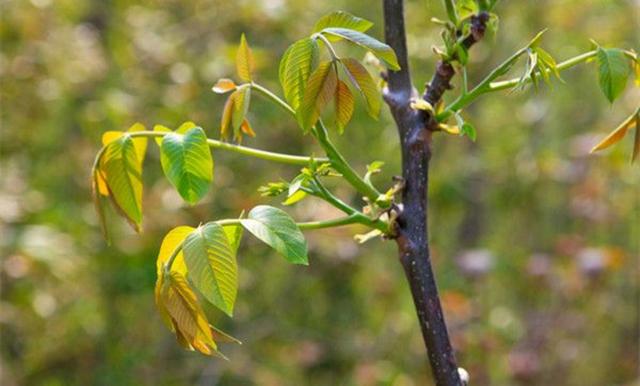 四,病蟲害防治一般核桃開花期,座果前後危害的 有害生物是春尺蠖,紅