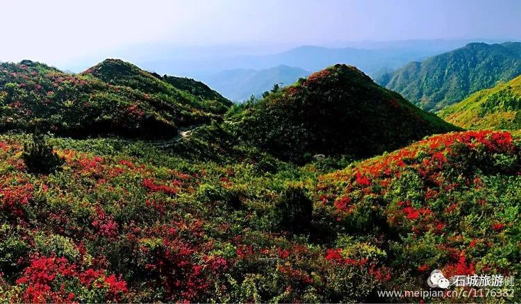 石城小松仙桃景区图片