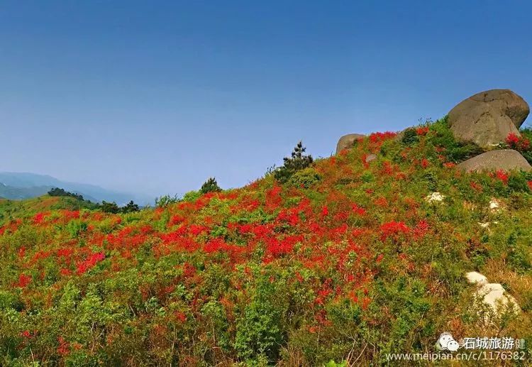 石城小松仙桃景区图片