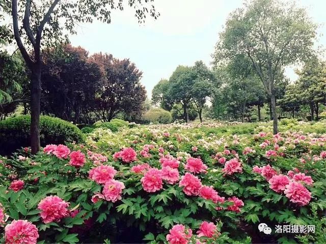 洛陽中國國花園牡丹花開成海,這裡是國內最大牡丹觀賞園