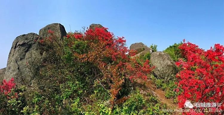 石城小松仙桃景区图片