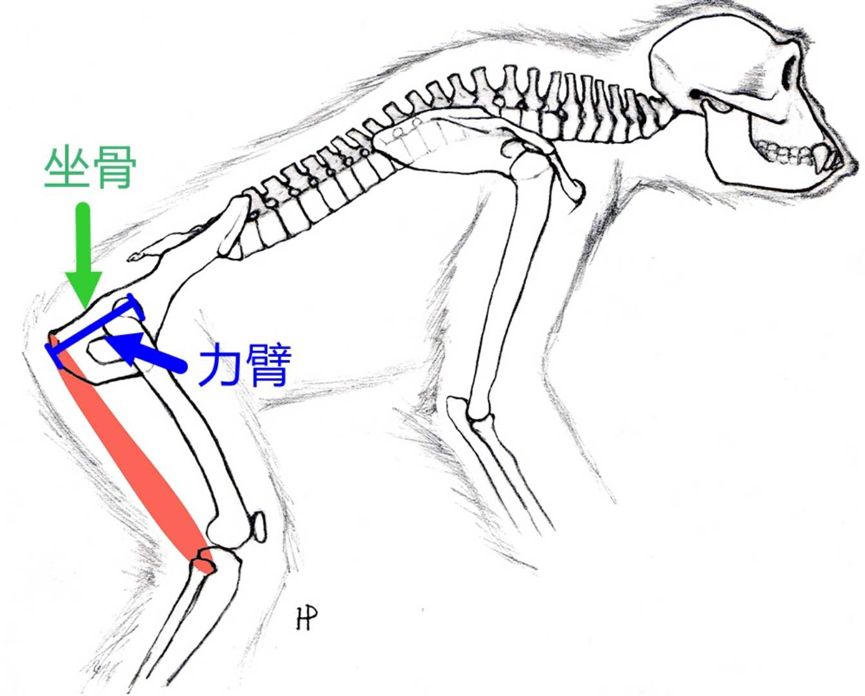 猴子的身体结构示意图图片