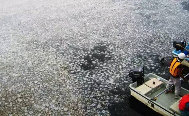 海月水母一觉醒来为什么从水族箱里消失了