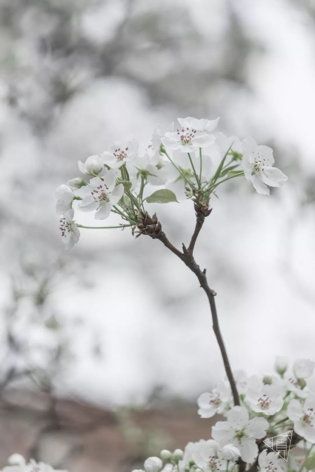 故影承乾宮雨打梨花深閉門