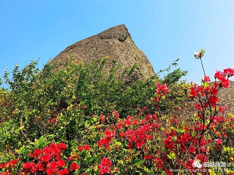 石城小松仙桃景区图片