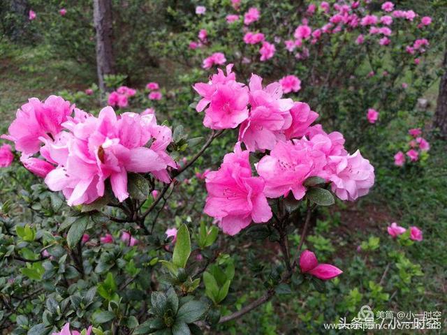 花花世界:杜鵑花開千萬朵,唯有此株見猶憐(不一樣的美杜鵑)