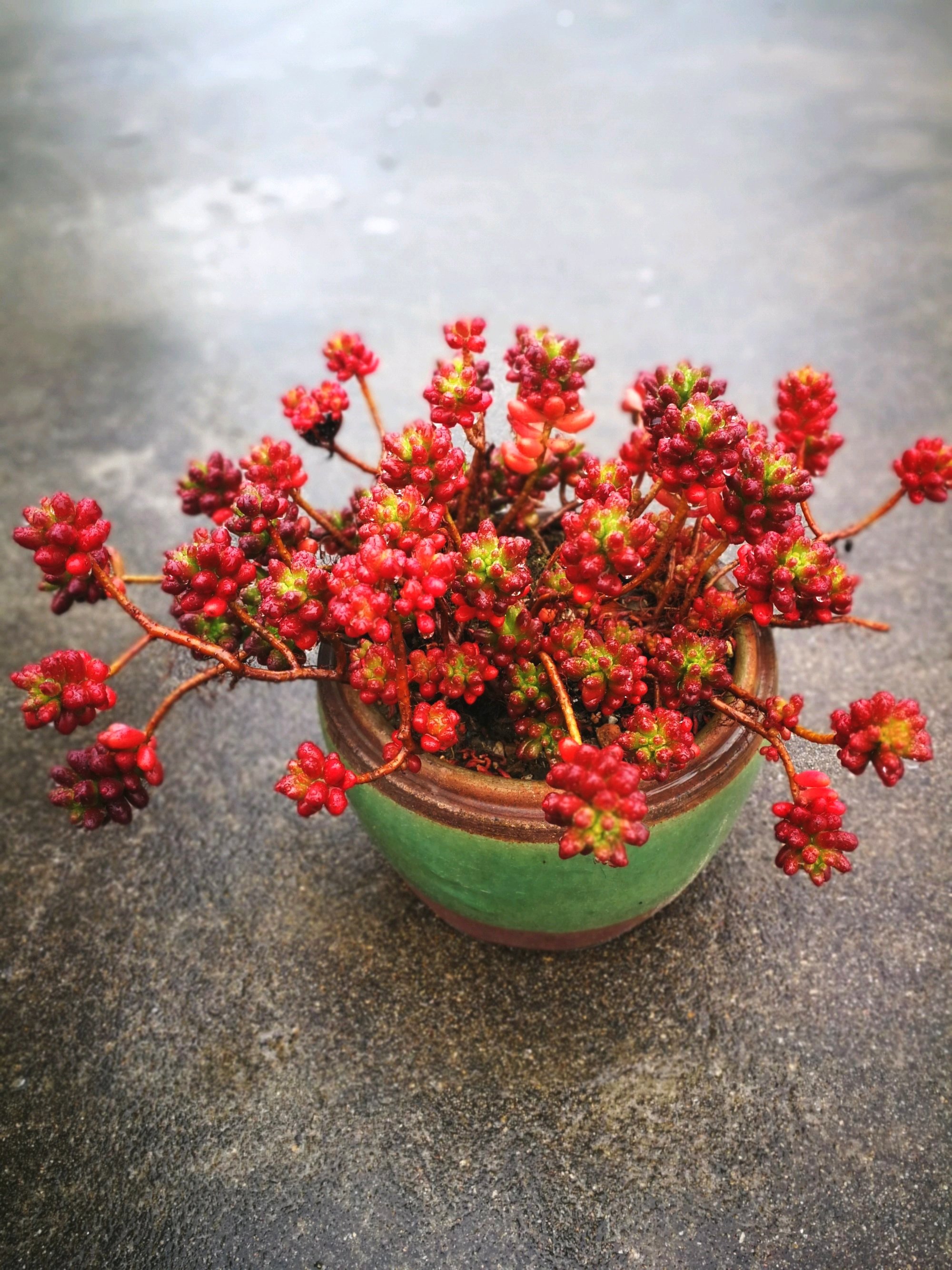 虹之玉开花图片图片