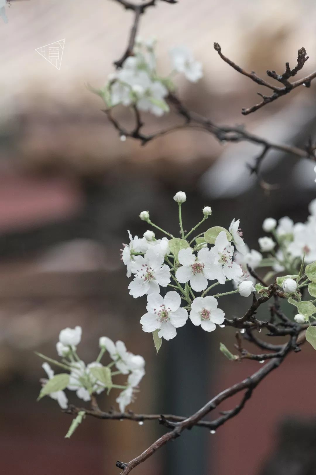 故影承乾宫雨打梨花深闭门