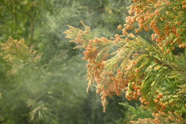 日本杉树花粉图片