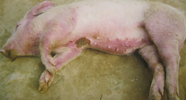 猪弓形体病症状图片图片