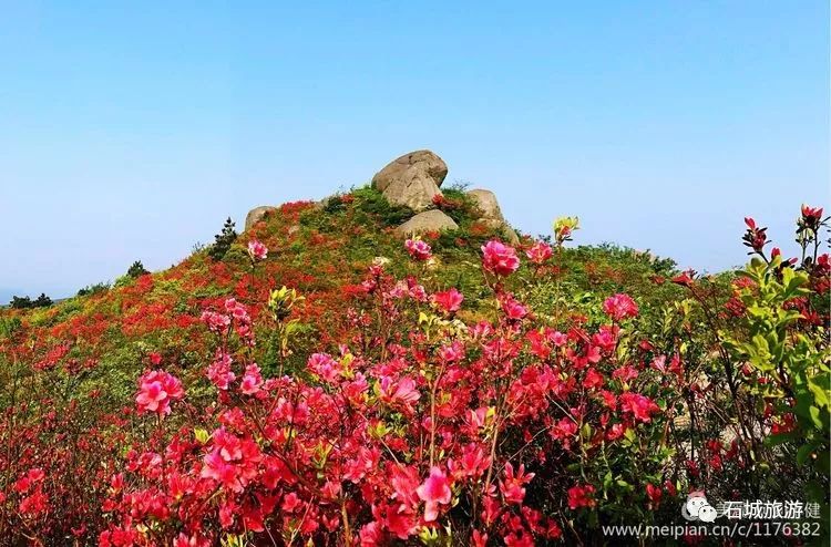 石城小松仙桃景区图片