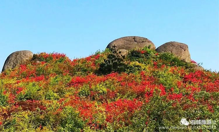 石城小松仙桃景区图片