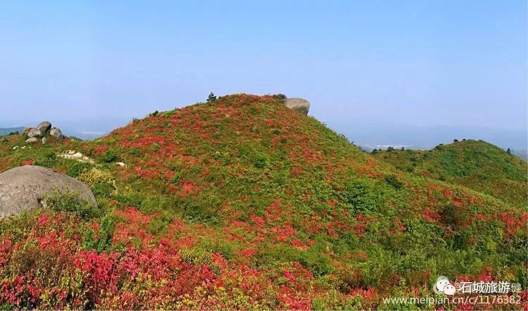 石城小松仙桃景区图片