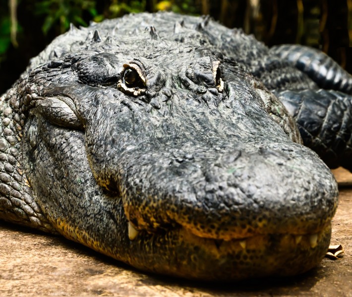 动物怪兽:凶狠的鳄鱼图片(18张)