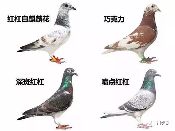 鸽子羽色名称及图片图片
