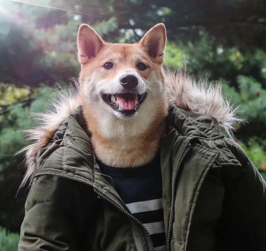 被称为男装狗的柴犬各种穿衣风格都能完美驾驭有点帅