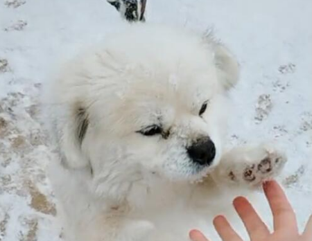 狗狗被綁在雪地裡,不停對人做拜託,希望人能放開它!