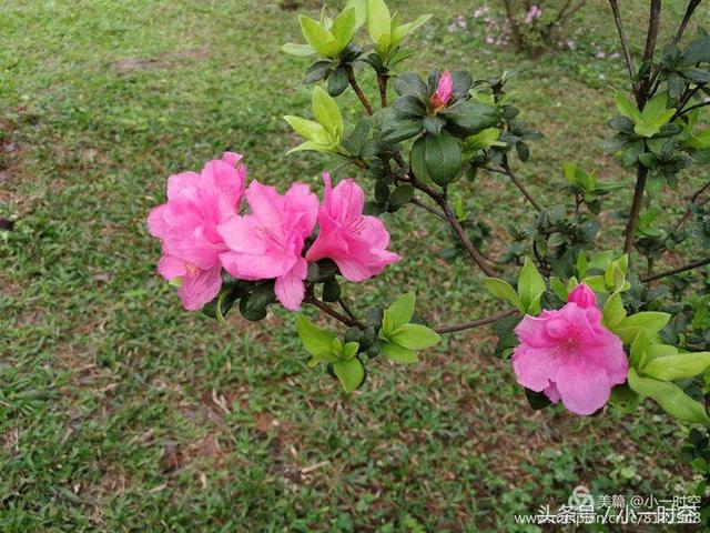 花花世界:杜鵑花開千萬朵,唯有此株見猶憐(不一樣的美杜鵑)