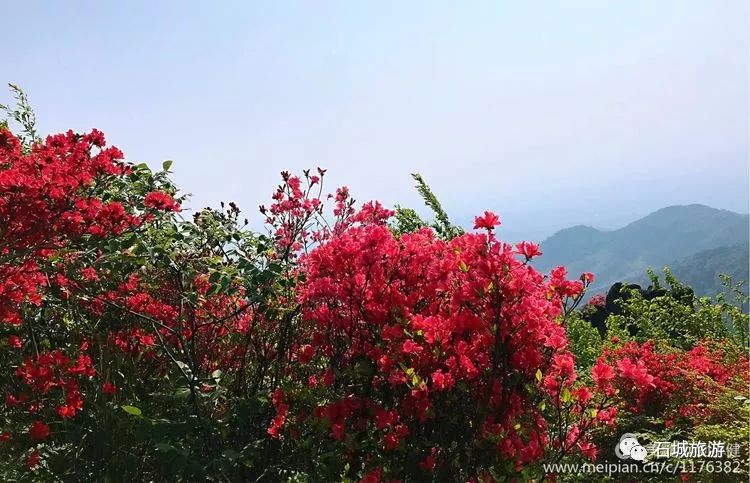 石城小松仙桃景区图片