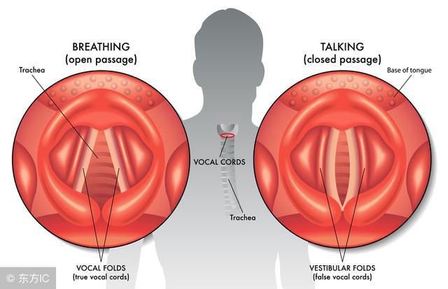 声襞和声韧带图片