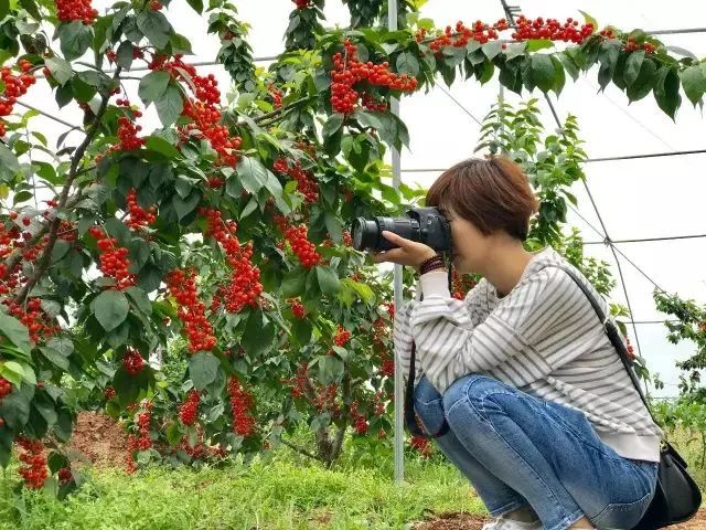 相比前面那些上千畝的櫻桃溝,隆盛鎮就沒那麼寬闊,但勝在人少,景美