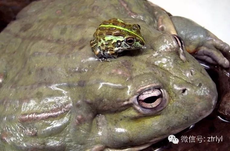 「非洲牛蛙」完美档案