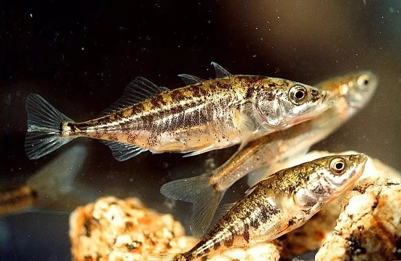 2015年,就有学者研究了野生三刺鱼(three-spined sticklebacks)在无