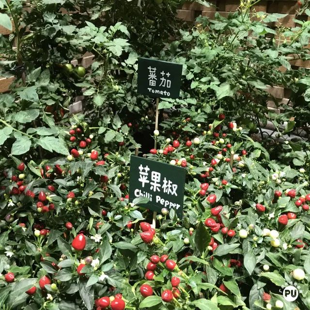 番茄农庄(番茄农庄地址松江区新五镇)