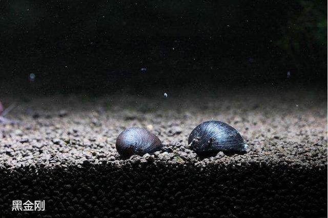 汽水螺是不会在淡水中繁殖的,观赏螺分为淡水螺和汽水螺,淡水螺顾名思