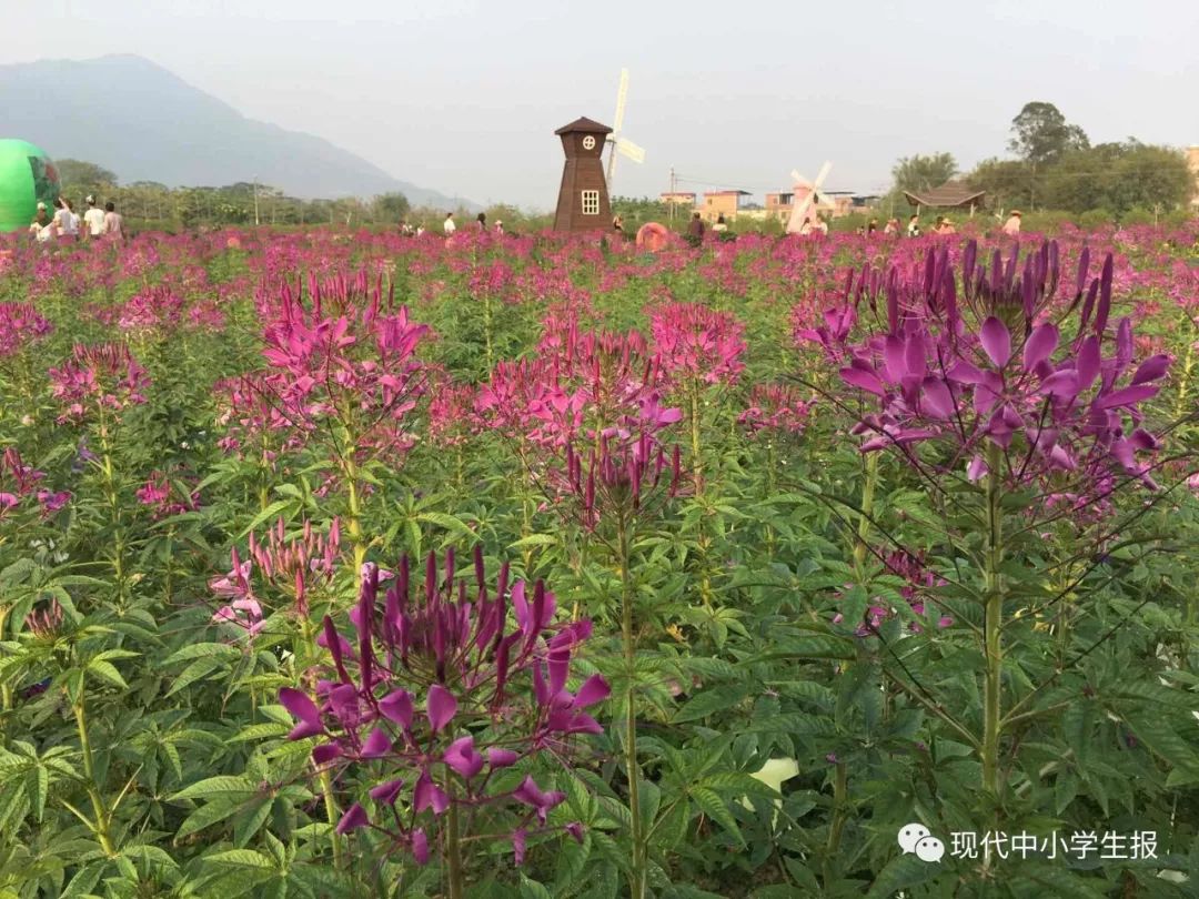 花卉小镇农夫庄园位于清远市清城区东城街道清高公路金鸡岩往高田方向