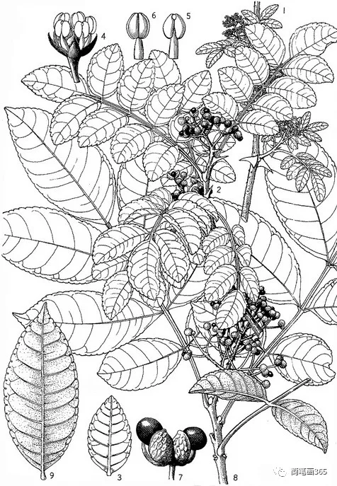 還記得生物書上面的畫嗎那是科學繪畫