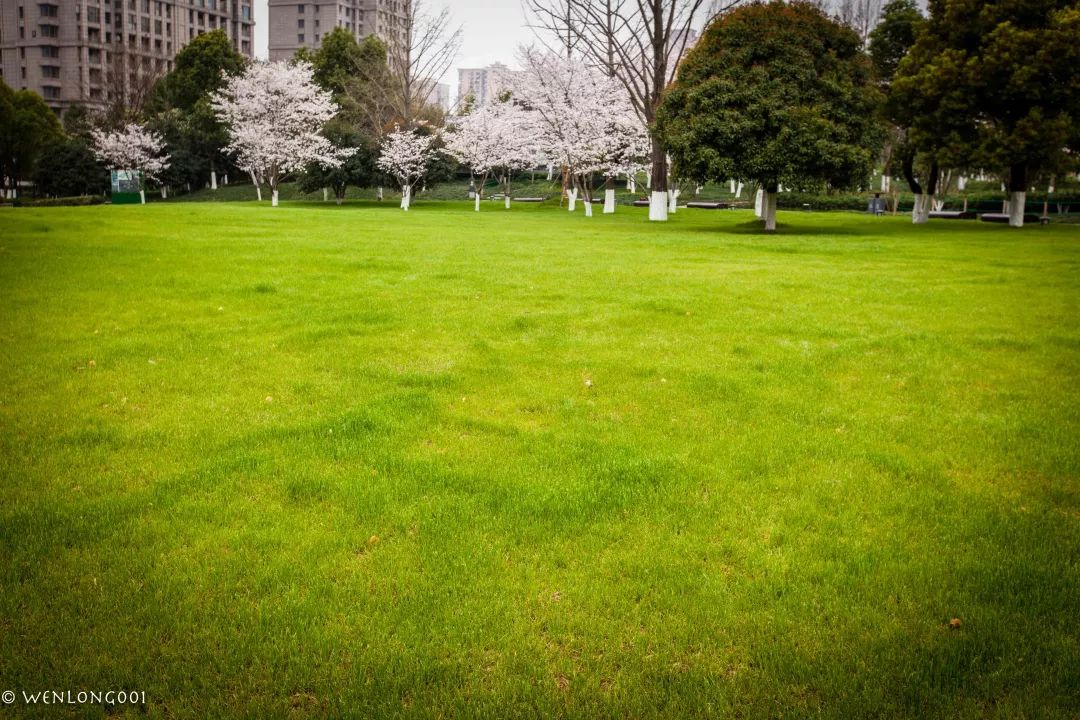 王家墩公園被稱為武漢櫻花季第三賞花地