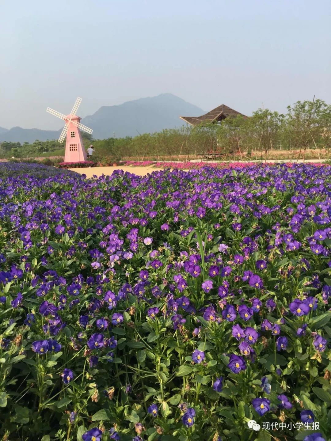 花卉小镇农夫庄园位于清远市清城区东城街道清高公路金鸡岩往高田方向