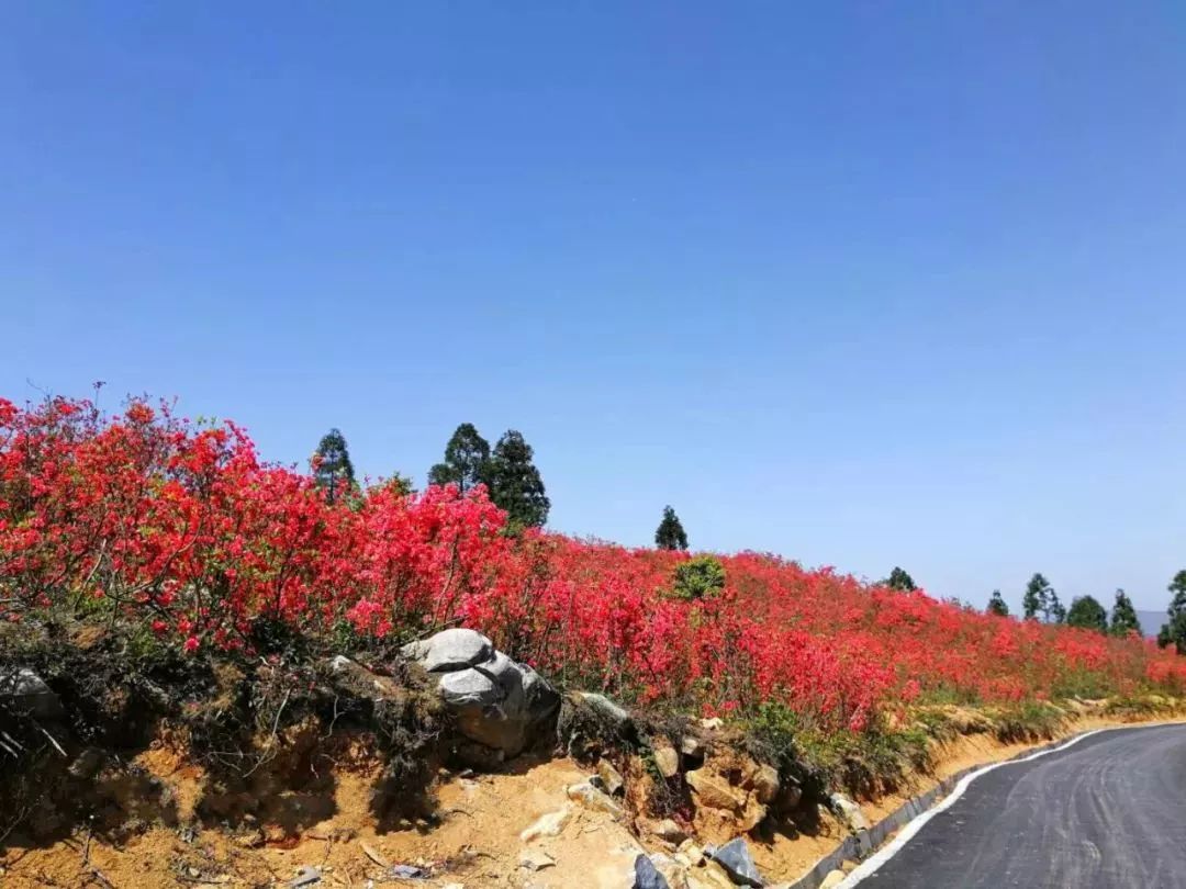 漫山遍野的杜鵑花開啦蒼南這個賞花好地方你不一定知道