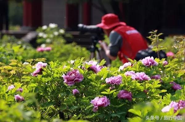 河南绝美牡丹花海都在这里了 分分钟惊艳朋友圈