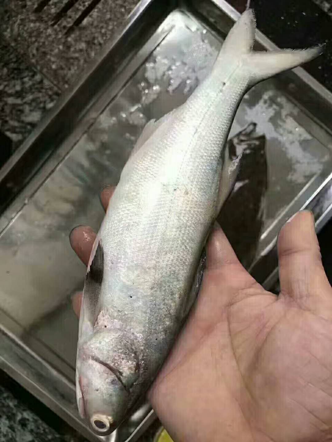 東山島的海鮮,海捕野生午魚,怎麼做好吃呢?其實好魚清蒸最佳