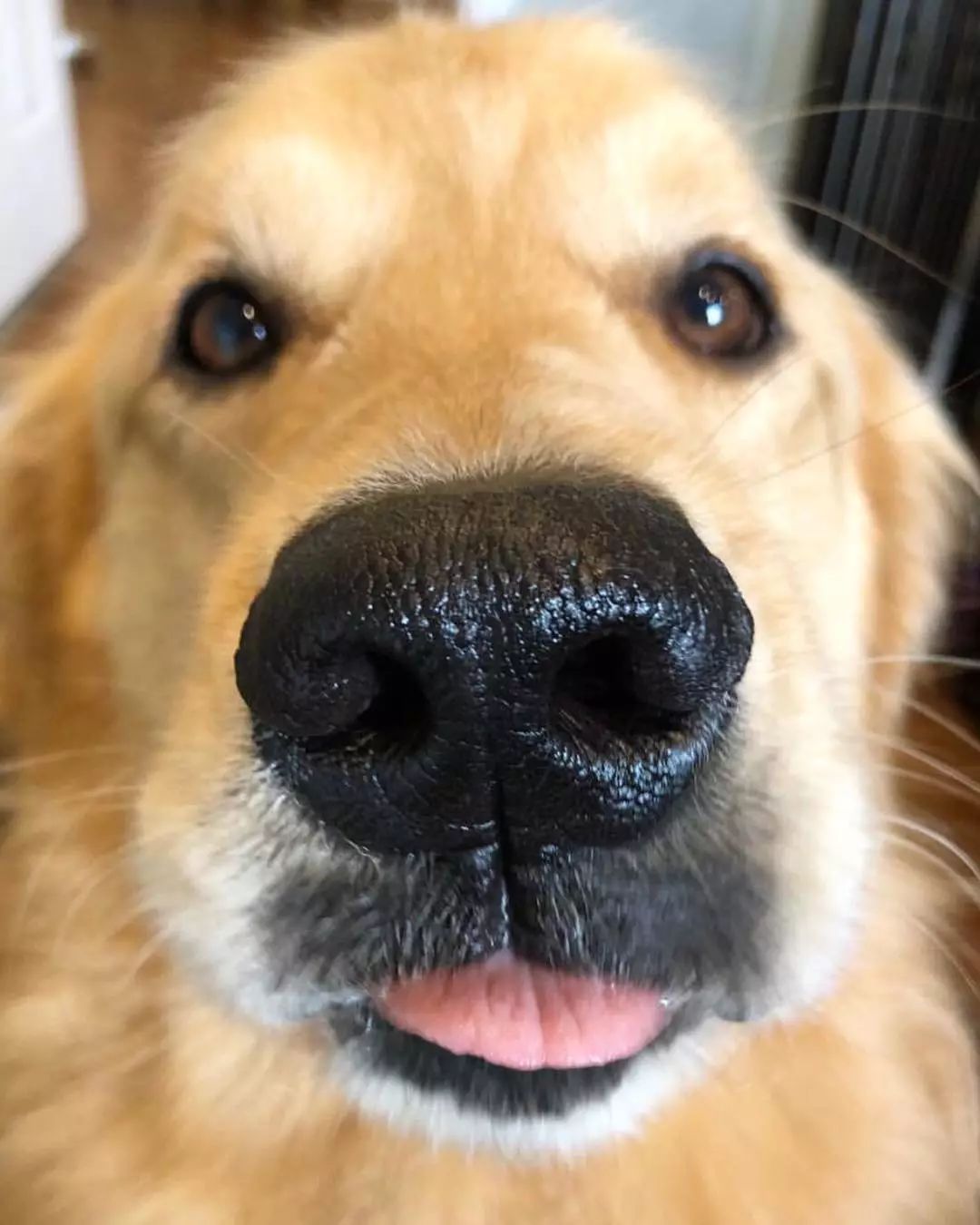 狗鼻子对着屏幕的照片图片