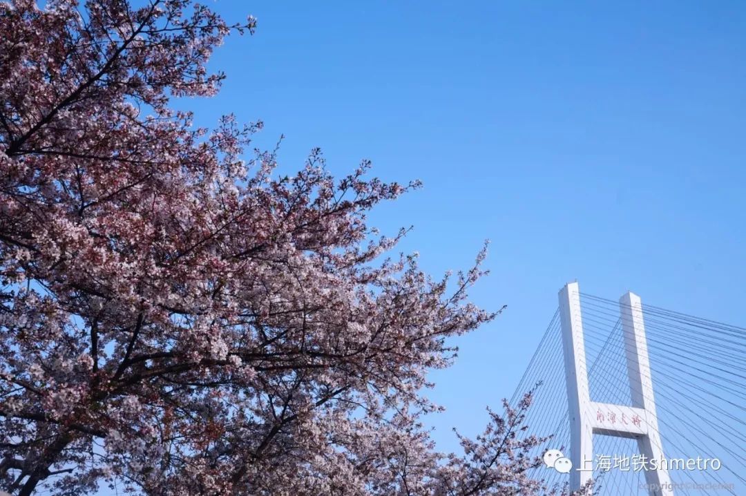 赏春色 拍春花【上海地铁喊你来领奖】活动继续中