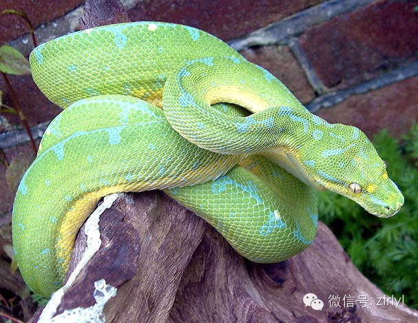 妖嬈的夢魘——綠樹蟒(green tree python)品種介紹