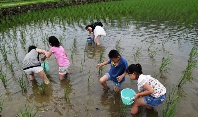 小时候"摸田螺,捉鱼虾"的日子,你还记得吗?