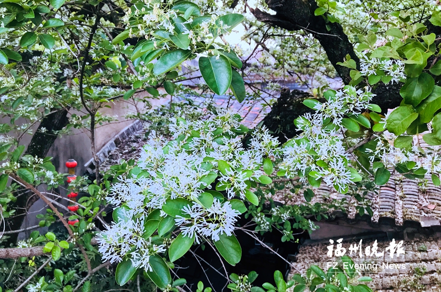 花海公園,三坊七巷:馬鞭草織紫毯 流蘇花白似雪