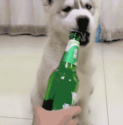 一只狗抱着酒瓶的图片图片