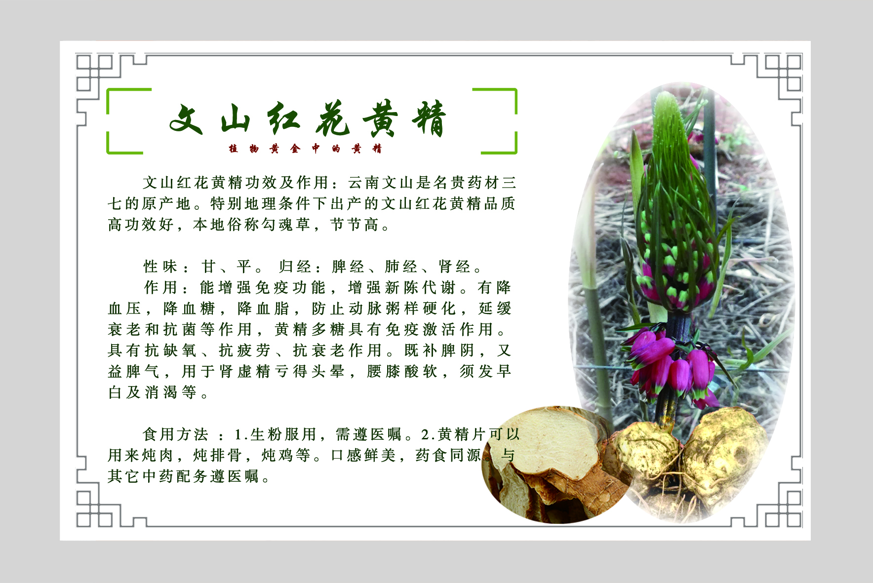 植物黄金中的黄精助农户脱贫