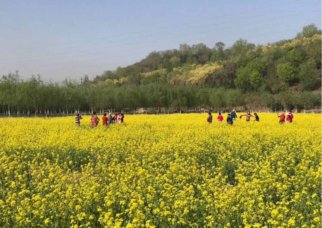 田村油菜花地d上庄村翠湖北路油菜花田(新增)c