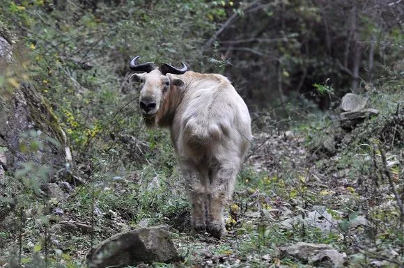 秦嶺四寶之一野生羚牛下山覓食