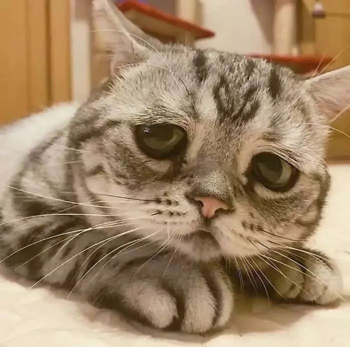猫咪伤心表情包图片