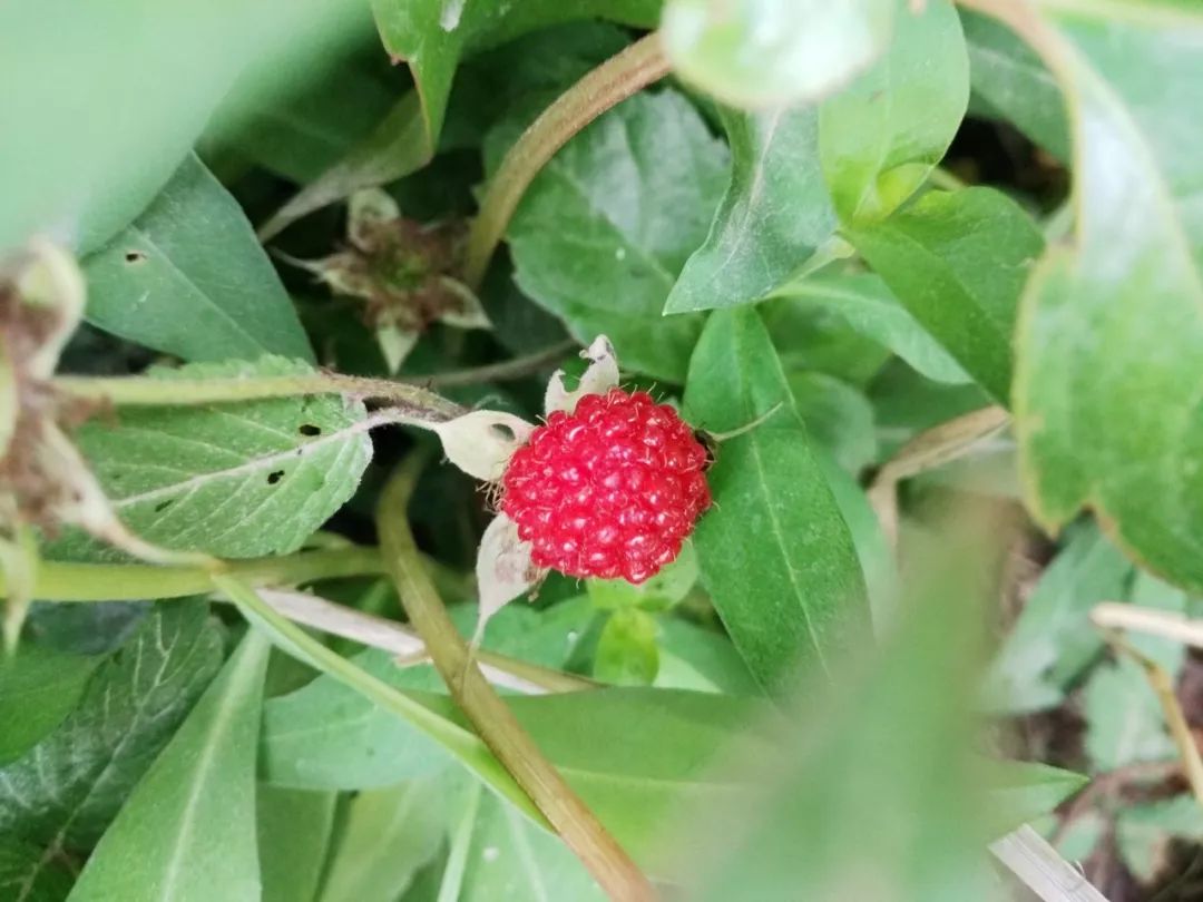 这种野果,你还记得吗?