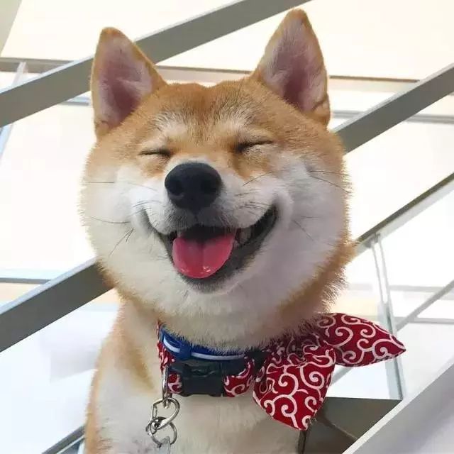 日本柴犬笑容图片图片