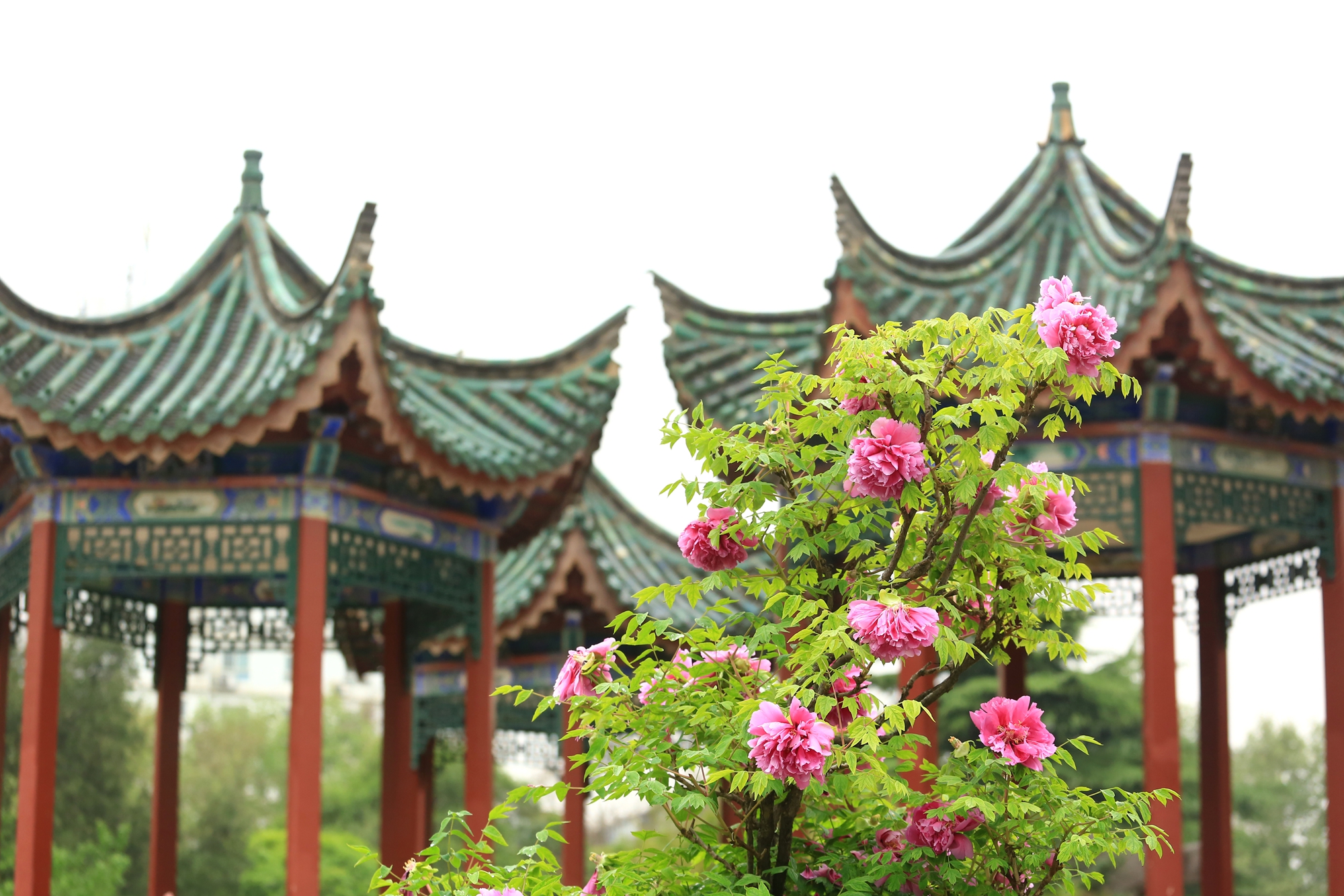 踏青賞花季鄭州人民公園雨後牡丹嬌豔欲滴